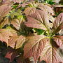 Rodgersia podophylla 'Braunlaub' GM P9 BIO