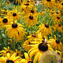 Rudbeckia fulgida fulgida GM P9 BIO