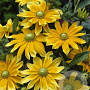 Rudbeckia hirta 'Prairie Sun' GM P9 BIO