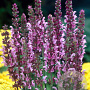 Salvia nemorosa 'Rose Queen' GM P9 BIO