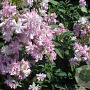 Saponaria officinalis 'Rosea Plena' GM P9 BIO