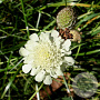 Scabiosa ochroleuca GM P9 BIO