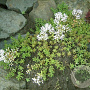 Sedum album GM P9 BIO