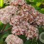 Sedum 'Joyce Henderson' GM P9 BIO