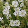 Silene u. 'Weisskehlchen' GM P9 BIO