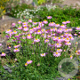 Tanacetum (C) 'Robinson's Rose' GM P9 BIO