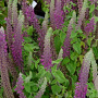 Teucrium hyrcanicum GM P9 BIO