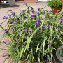 Tradescantia (A) 'Zwanenburg Blue' GM P9 BIO