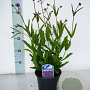 Verbena rigida GM P9 BIO