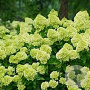Hydrangea pan. Mojito 100-125 cm 20L
