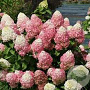 Hydrangea pan. Quick Fire Fab 80-100 cm 20L