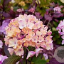 Hydrangea s. 'Preziosa' 60-80 cm 20L