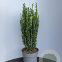 Ilex crenata 'Fastigiata' 125-150 cm 20L