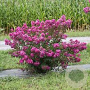 Lagerstroemia i. Violet d'Été 100-125 cm 20L