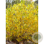 Lindera benzoin 125-150 cm 20L