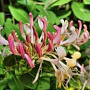 Lonicera per. 'Belgica' 60-65 cm rozenpot 2L