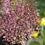 Lophomyrtus ralphii 'Red Dragon' 80-100 cm 20L