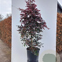 Loropetalum c. 'Fire Dance' 250-300 cm cont. 110L