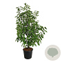Magnolia 'Heaven Scent' 200-250 cm 20L
