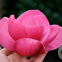 Magnolia Watermelon 175-200 cm 50L