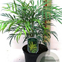 Mahonia eurybracteata Sweet Winter 100-125 cm 50L