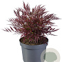 Mahonia Meteor GM C3