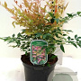 Nandina d. 'Gulf Stream' 90-100 cm cont. 80L breed