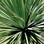 Nolina nelsonii 100-125 cm 35L