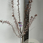 Prunus 'Trailblazer' 130-150 cm  P27
