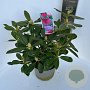 Rhododendron 'Nova Zembla' 40-50 cm P23 B kwaliteit