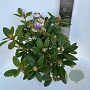 Rhododendron 'Virginia Richards' 40-50 cm P23 B kwaliteit
