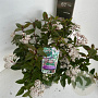 Viburnum tin. Spirit 45-55 cm P23