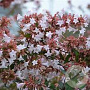 Abelia grandiflora 60-80 cm 20L 3 stok