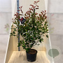 Photinia fraseri 'Red Robin' 175-200 cm 20L
