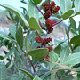 Pistacia lentiscus 125-150 cm 20L