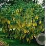 Laburnum alpinum 'Pendulum' 5-6 cm 18L 180 cm stam