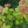 Acer rubrum 'Joseph' 10-12 HO 15L geveerd