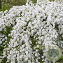 Exochorda 'The Bride' 80-100 cm cont. 85L struik