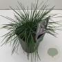 Koeleria glauca 25-30 cm 2,0L vierkant