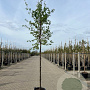 Parrotia persica 12-14 HA 15L
