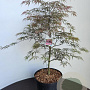 Acer pal. 'Garnet' 60-80 cm 10L