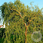 Salix 'Caradoc' 175-200 cm 20L