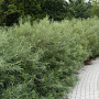 Salix elaeagnos 'Angustifolia' 150-175 cm 20L