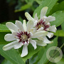 Sinocalycanthus raul. Venus 20 cm 2,0L