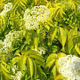 Sambucus racemosa 'Plumosa Aurea' 125-150 cm 20L