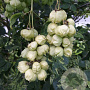 Staphylea pinnata 100-125 cm 20L