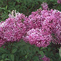 Syringa chinensis 60-100 cm met kluit 3-4 tak