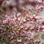 Tamarix gallica 125-150 cm 20L