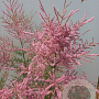 Tamarix ramos. 'Pink Cascade' 150-175 cm 20L