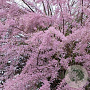 Tamarix tetrandra 250-300 cm cont. 110L